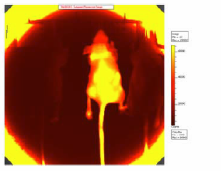 glow in mouse tissue