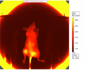 yellow areas illustrate FR-749 in mouse tissue